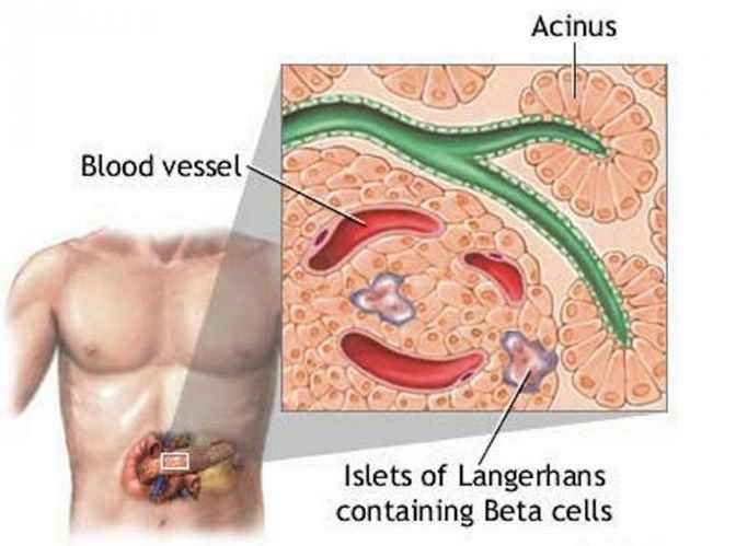 схема выделения  инсулина клетками  поджелудочной  железы